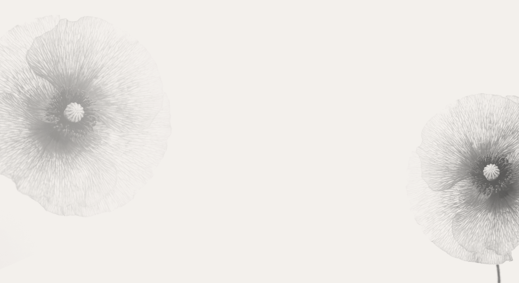 Zwei leicht detaillierte, durchscheinende Blumen auf weißem Hintergrund, jede mit komplizierten Blütenblättern und einer dunklen Mitte. Die Blumen befinden sich in der oberen linken und unteren rechten Ecke und bilden eine ausgewogene und luftige Komposition.