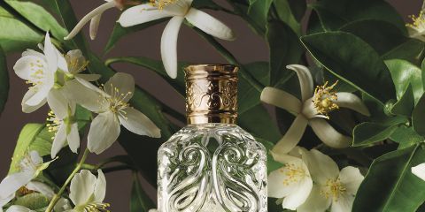 Frasco de perfume con la inscripción "ETRO" y un diseño de piña, rodeado de decoración artística: una esfera, un huevo con una mariposa, una piedra, una hoja, nueces, una manzana dorada y una mano moldeada. En la parte superior, el logotipo de ETRO sobre un fondo de cielo azul y mar.