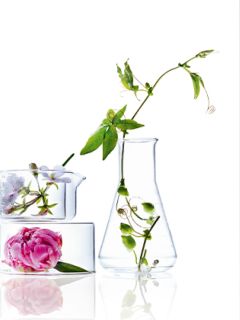 Una flor rosa y cubitos de hielo en un cuenco de cristal junto a una botella transparente con agua y una enredadera verde, todo ello sobre un fondo blanco.