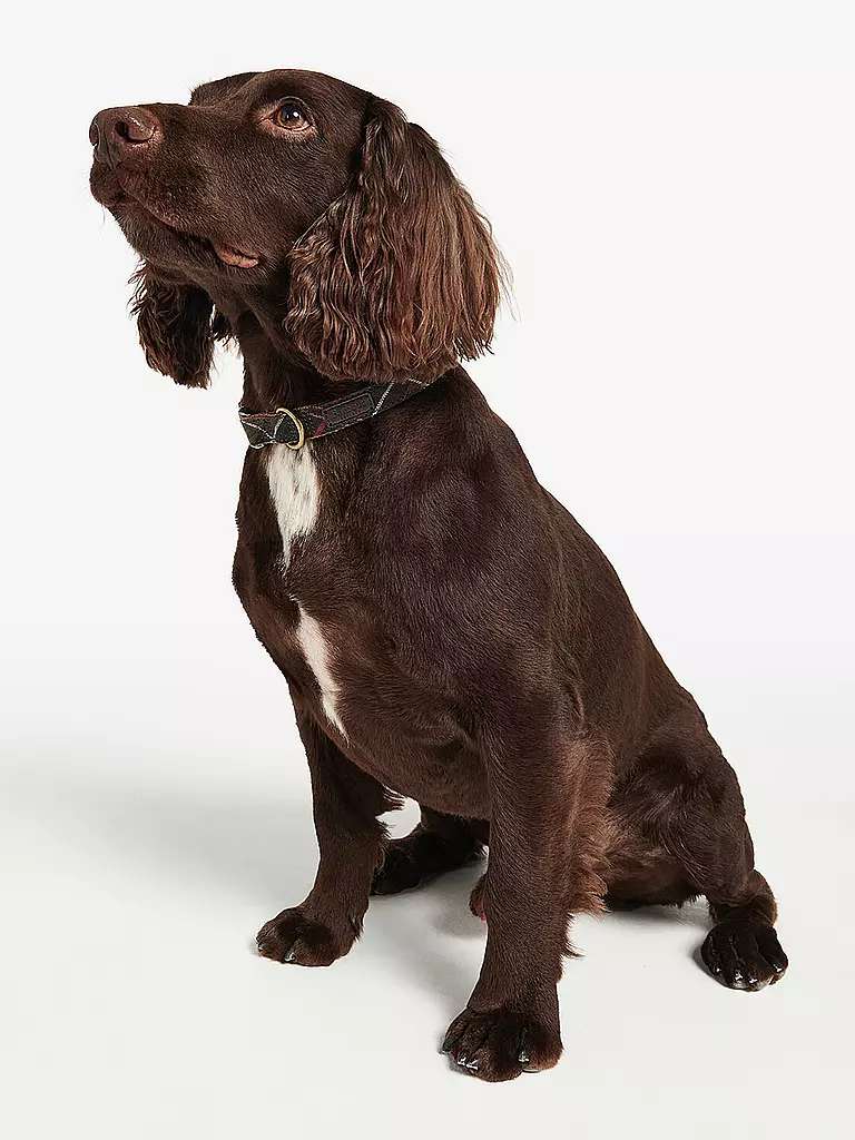 BARBOUR | Collar para perro de tartán | Oliva