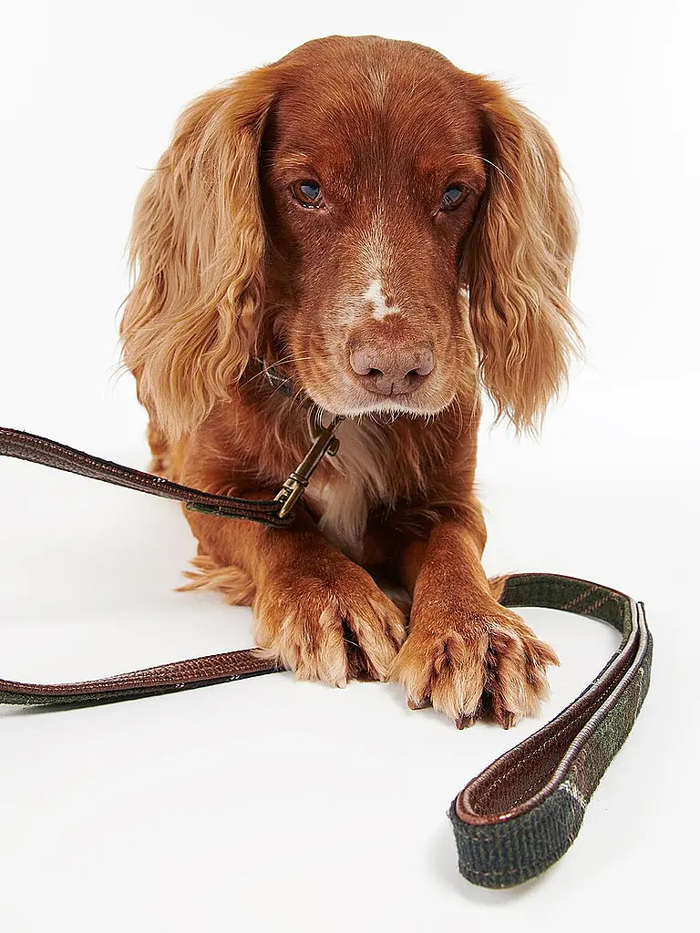 BARBOUR | Correa para perro | Verde oscuro