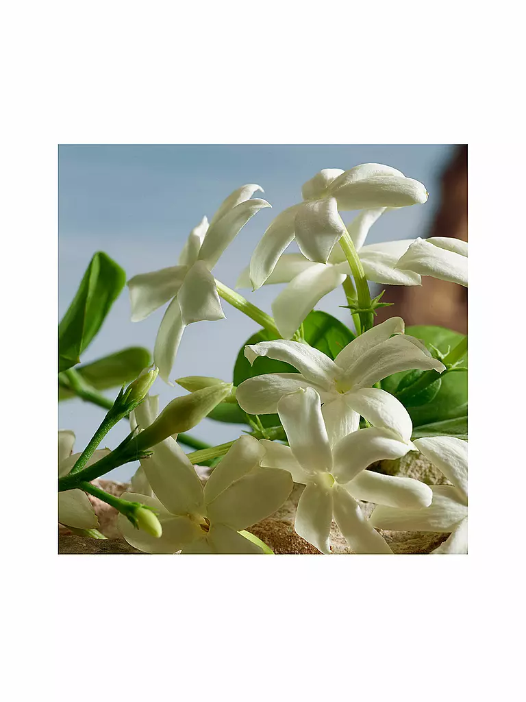 DOLCE&GABBANA | Q by Dolce&Gabbana Perfume 100ml | Sin color