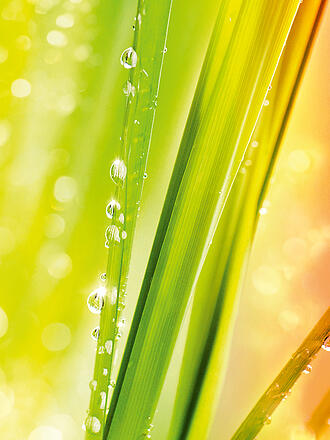 DR. HAUSCHKA | Ducha cremosa "Limón/Lemongrass" 150ml