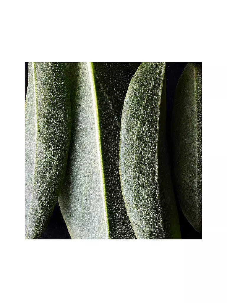 DR. HAUSCHKA | Base de maquillaje (04 Avellana) | Marrón claro