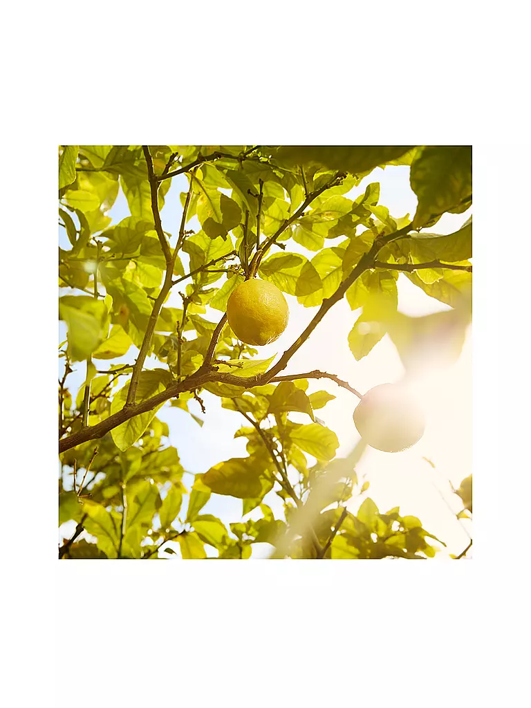 MAISON MARGIELA | Replica Under the Lemon Trees Eau de Toilette 100ml | Sin color