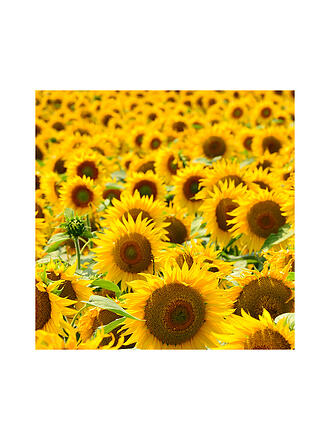 RAUSCH | RECARGA DE LACA Flexible Sin Aerosol 400ml