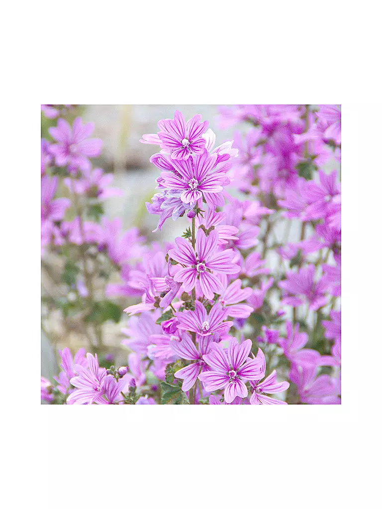 RAUSCH | Gel de ducha hidratante con malva 200 ml | Sin color