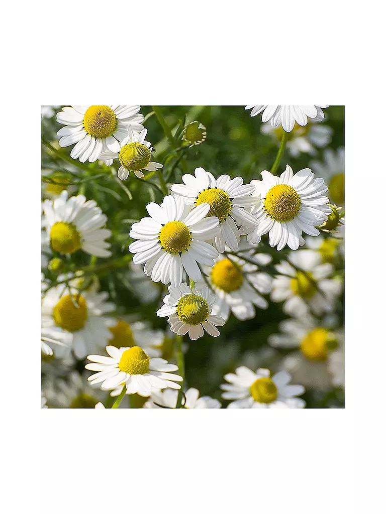 RAUSCH | Gel de ducha suave con manzanilla 200 ml | Sin color