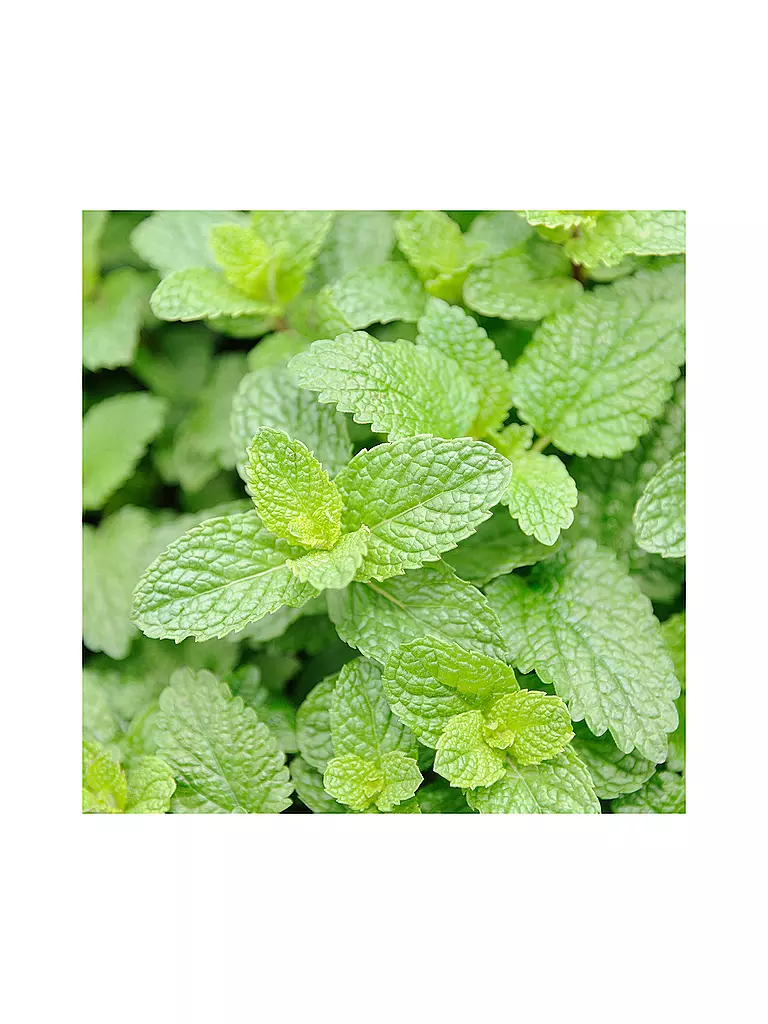 RAUSCH | Loción corporal fresca con menta 200ml | 