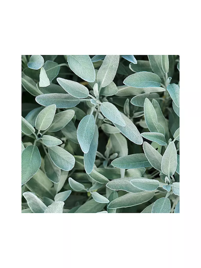 RAUSCH | Tratamiento brillo plateado con salvia 100ml |