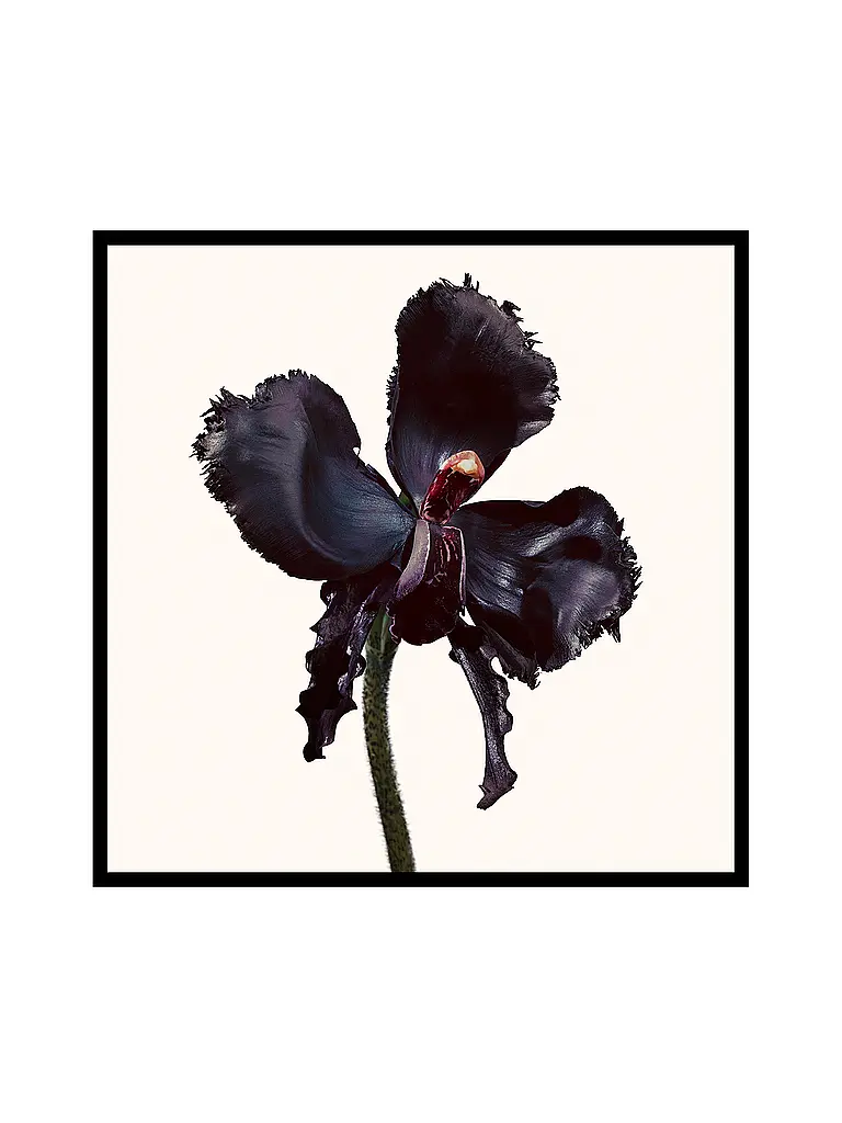 TOM FORD BEAUTY | Black Orchid Reserve Eau de Parfum 50 ml | 